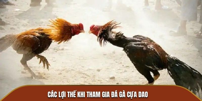 Các lợi thế khi tham gia đá gà cựa dao