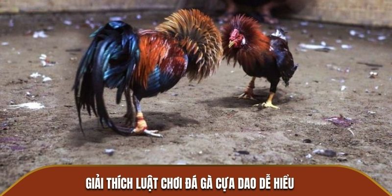 Giải thích luật chơi đá gà cựa dao dễ hiểu