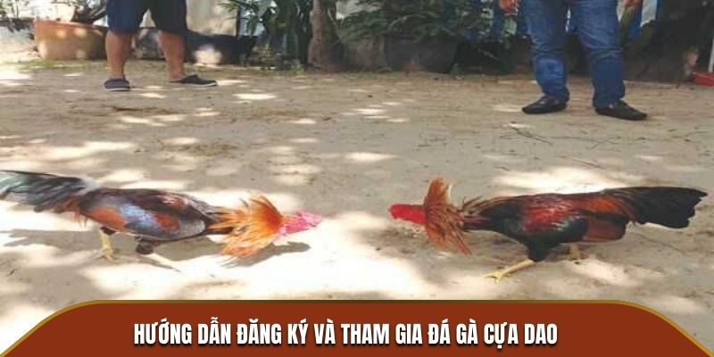 Hướng dẫn đăng ký và tham gia đá gà cựa dao