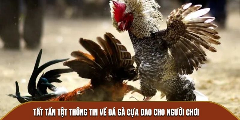 Tất tần tật thông tin về đá gà cựa dao cho người chơi