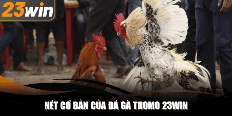 Nét cơ bản về đá gà Thomo tại đơn vị 23Win